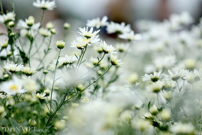 phia sau nhung buc anh cuc hoa mi dep la... ca dan "ban tia" co tam - 14