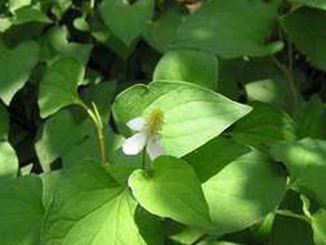 loai rau “ngui da muon oi” nhung lai duoc vi nhu “than duoc” - 1