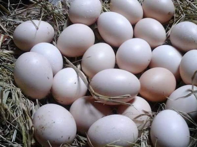 Trứng gà so là loại trứng được đẻ vào lứa đầu tiên thường được mua với giá cao. Nhiều người tin rằng ăn trứng gà so có thể thúc đẩy phát triển trí não, tăng cường thể lực. Nó có giá trị dinh dưỡng cao, rất thích hợp cho phụ nữ, trẻ nhỏ và người già.
