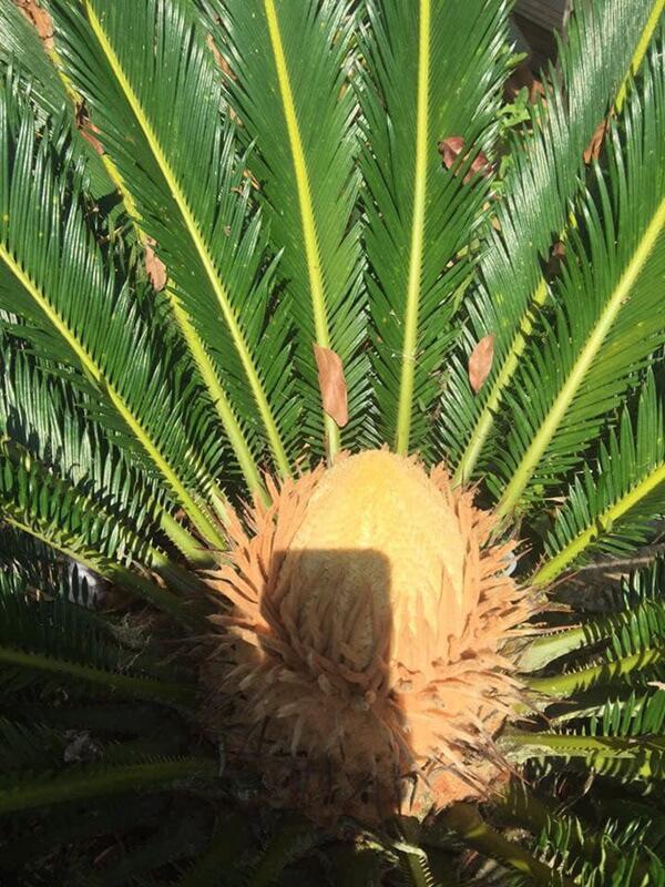 Khoe cây vạn tuế chục năm nở 1 lần, thanh niên muối mặt vì hóa ra… nhà nào cũng có - 7