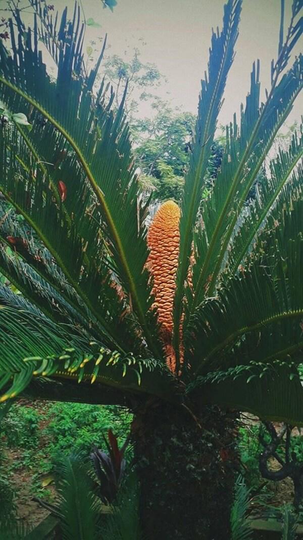 Khoe cây vạn tuế chục năm nở 1 lần, thanh niên muối mặt vì hóa ra… nhà nào cũng có - 4