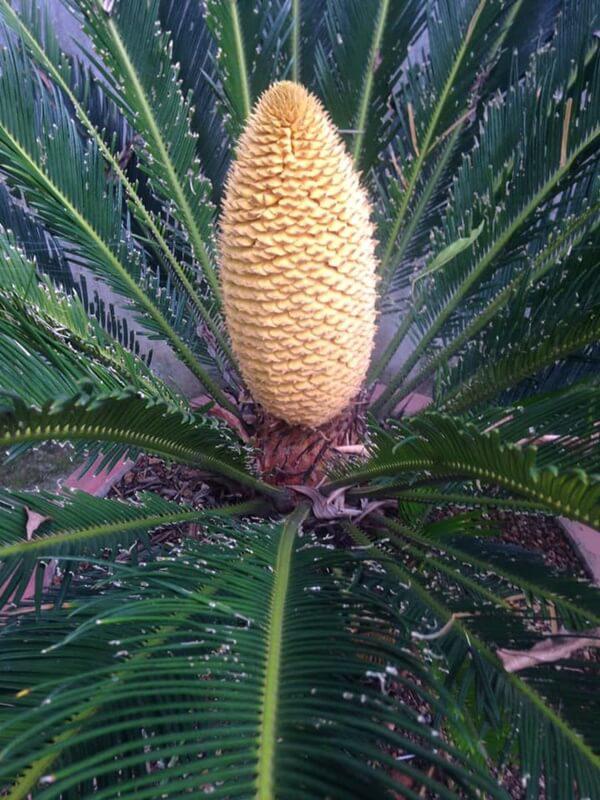 Khoe cây vạn tuế chục năm nở 1 lần, thanh niên muối mặt vì hóa ra… nhà nào cũng có - 5