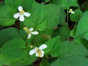 Sức khỏe - Loại rau “ngửi đã muốn ói” nhưng lại được ví như “thần dược”