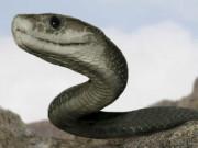 Lifestyle - Sốc độc lạ: Thực hư thông tin rắn khổng lồ ăn thịt trẻ con ở Indonesia