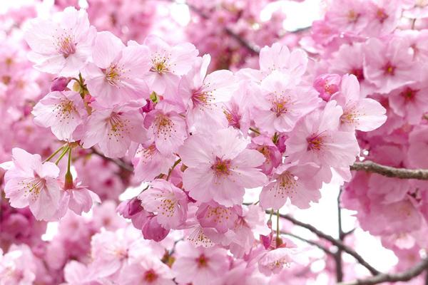 Hung bạo nhất lịch sử Trung hoa, đây là bí thuật làm đẹp rợn người của Thái Bình công chúa - 9