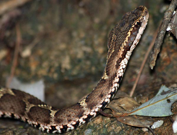 Lấy rắn độc ngâm rượu - Lý do giúp quý ông Nhật Bản luôn tràn đầy sinh lực? - 2