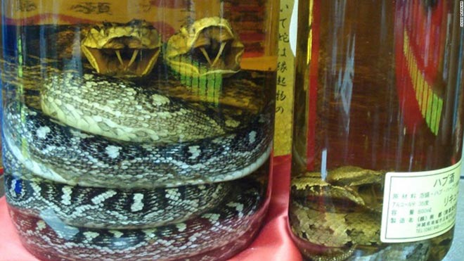 Lấy rắn độc ngâm rượu - Lý do giúp quý ông Nhật Bản luôn tràn đầy sinh lực? - 3