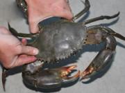 Bếp Eva - Chỉ cần nhìn điểm này trên mai cua, 100% thịt ăn ngập răng, chồng con khen tới tấp