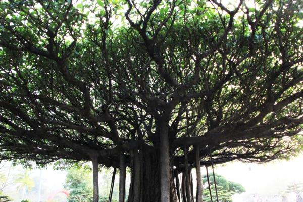 Tuyệt phẩm sanh cổ amp;#39;Nhất tọa kinh thiênamp;#39;: Trả 11 tỷ, chủ vẫn lắc đầu - 3