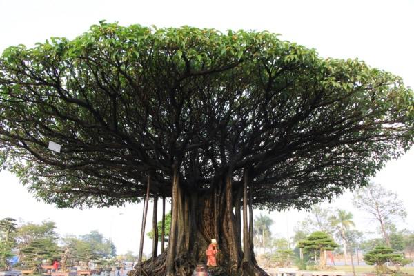 Tuyệt phẩm sanh cổ amp;#39;Nhất tọa kinh thiênamp;#39;: Trả 11 tỷ, chủ vẫn lắc đầu - 6