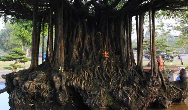 Tuyệt phẩm sanh cổ amp;#39;Nhất tọa kinh thiênamp;#39;: Trả 11 tỷ, chủ vẫn lắc đầu - 7