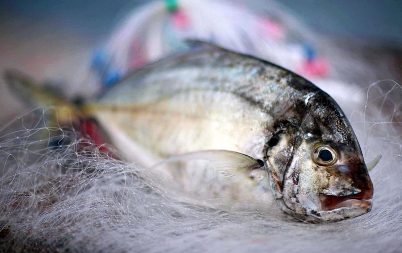 Dù thích ăn cá, nhưng ít ai biết rằng, lòng cá có những bộ phận chứa các chất dinh dưỡng cực tốt cho sức khỏe, đồng thời cũng có một số bộ phận gây ngộ độc, thậm chí ăn vào có thể gây tử vong.
