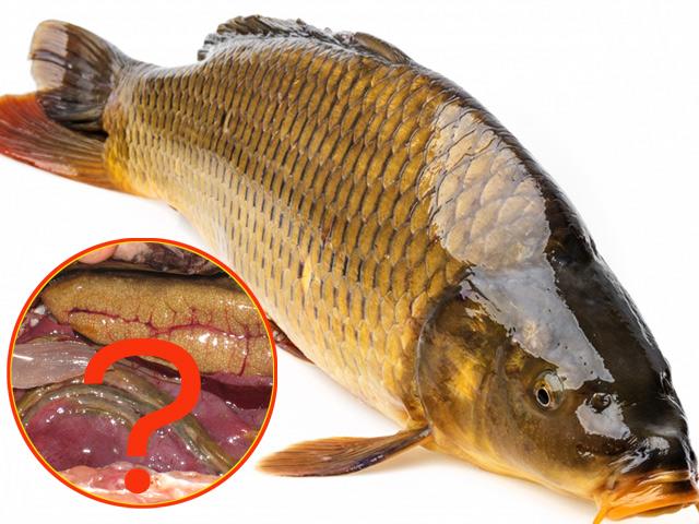 Dù ngon đến mấy nhưng những bộ phận này của cá CẤM được ăn kẻo vào bệnh viện