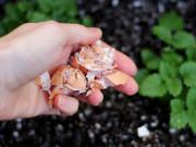 Nhà đẹp - Vô tình đánh rơi thứ này cả vườn rau “chờ chết” bỗng tốt um, nở rộ, tiệt sâu bệnh