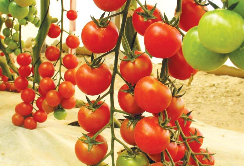 - Không ăn cà chua xanh: Ăn cà chua xanh dễ gây ra chứng ngộ độc như buồn nôn, nôn mửa, tiết nhiều nước bọt, yếu sức, mệt mỏi và các triệu chứng khác... thậm chí trường hợp nghiêm trọng có thể đe dọa tính mạng.
