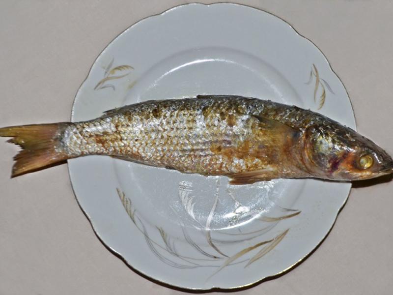 Fesikh (hay feseekh) là món ăn truyền thống của người Ai Cập làm từ cá đối Mugil (cá nước mặn sống ở vùng biển Địa Trung Hải và biển Đỏ) ủ muối lên men. Người dân thường ăn món này trong lễ hội Sham el-Nessim để chào mừng mùa xuân.  
