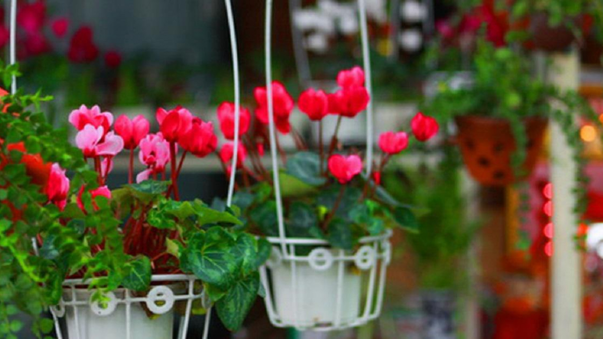 6 Loại hoa đuổi côn trùng cực hiệu quả chị em nên mua ngay