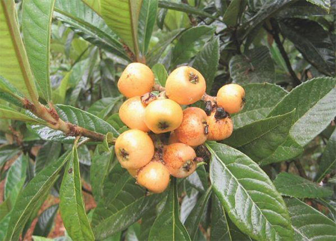 Hé lộ thảo dược vàng giúp bé hết ho dai dẳng - 2