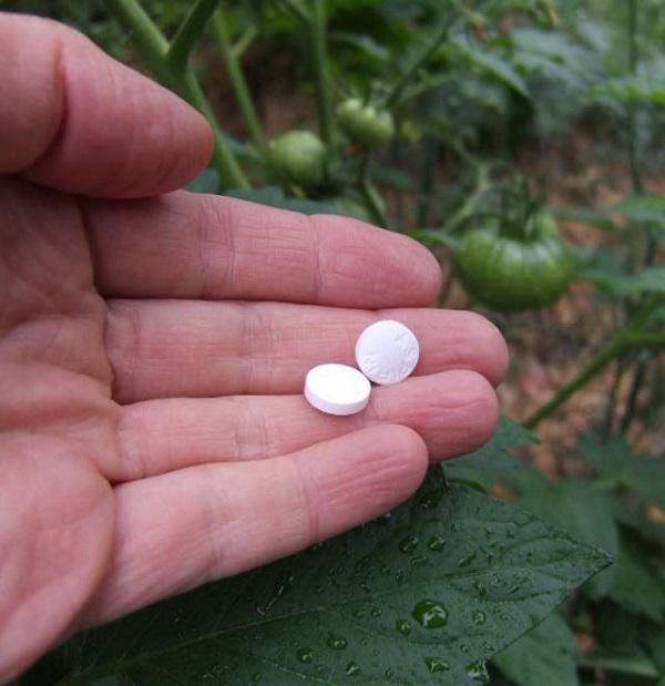 tien tay vut aspirin ra vuon, 3 ngay sau me tre khong tin vao mat minh khi thay thanh qua - 1