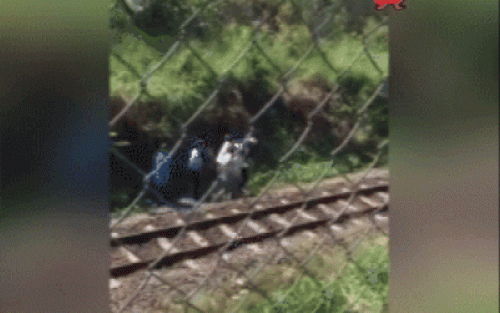 xon xao clip me nghi tram cam dat con gai len duong ray tu tu - 1