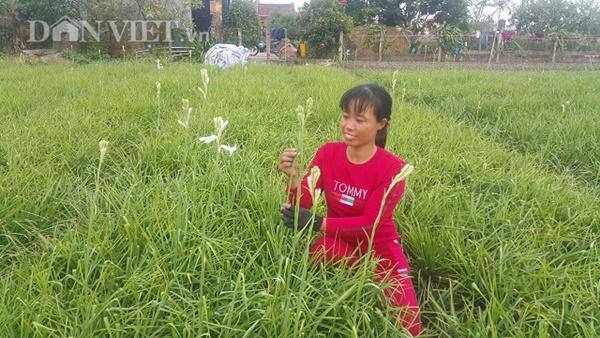 Ninh Bình: Cả làng khấm khá nhờ trồng cây ra hoa trắng như mây - 2