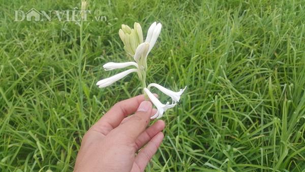 Ninh Bình: Cả làng khấm khá nhờ trồng cây ra hoa trắng như mây - 3