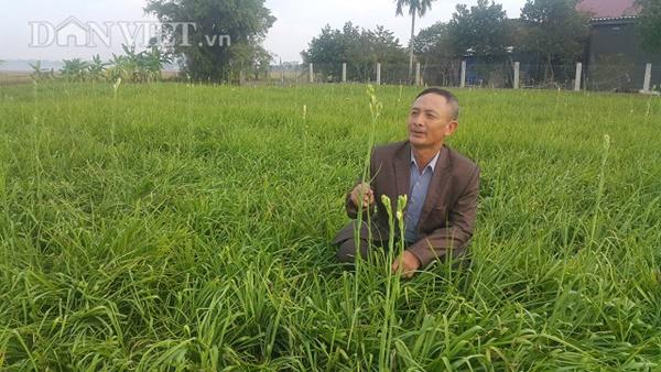 Ninh Bình: Cả làng khấm khá nhờ trồng cây ra hoa trắng như mây - 4