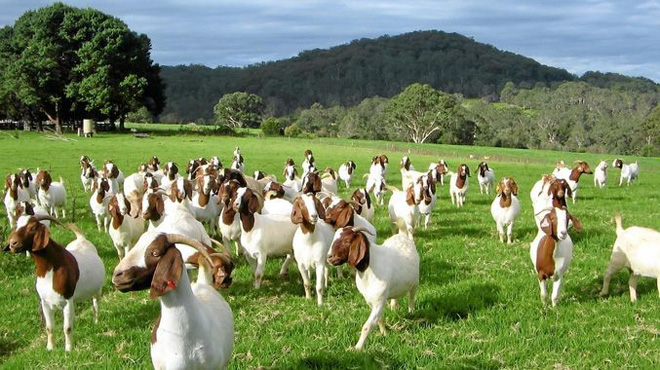 Bí quyết của “làn da không tuổi” từ sữa dê Australia - 1