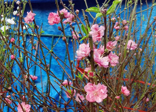 Chuyện lạ: Hoa đào bất ngờ bung nở rầm rộ, giá 200.000 đồng/cành - 1