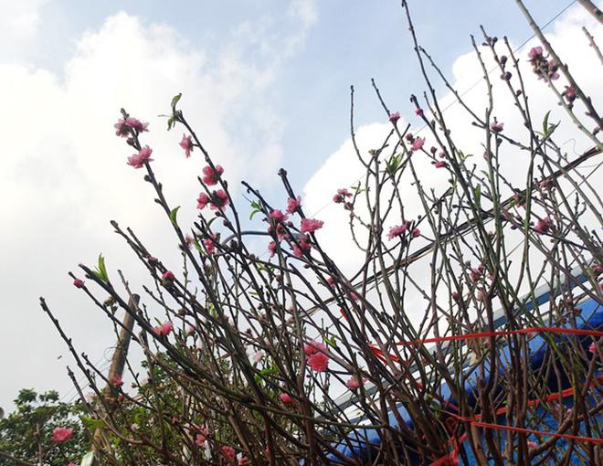Chuyện lạ: Hoa đào bất ngờ bung nở rầm rộ, giá 200.000 đồng/cành - 3