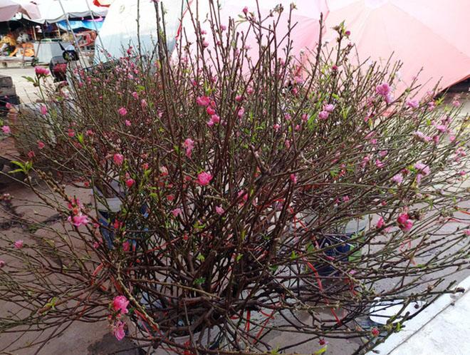 Chuyện lạ: Hoa đào bất ngờ bung nở rầm rộ, giá 200.000 đồng/cành - 4