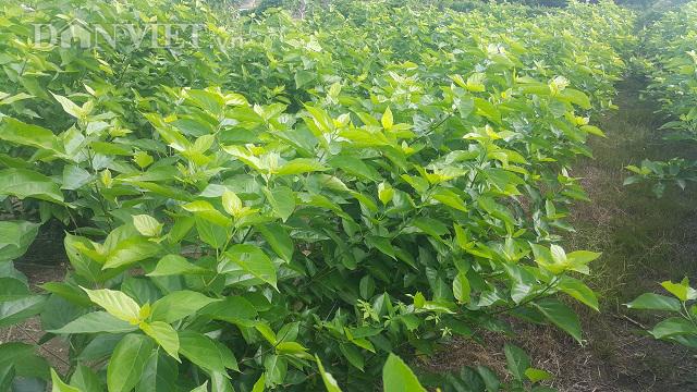 Lạ mà hay: Mang cây dại ở bờ bụi về vườn trồng, riêng bán lá đã kiếm bộn tiền - 1