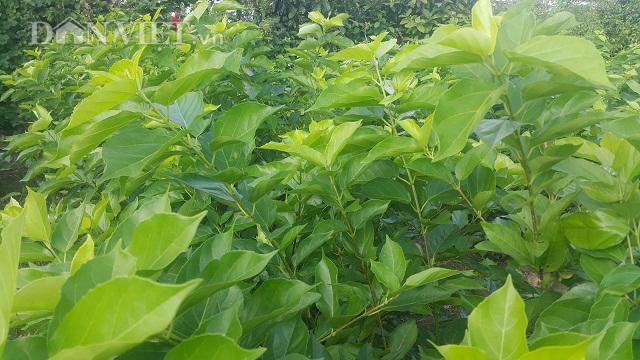 Lạ mà hay: Mang cây dại ở bờ bụi về vườn trồng, riêng bán lá đã kiếm bộn tiền - 3