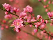 Tin tức - Chuyện lạ: Hoa đào bất ngờ bung nở rầm rộ, giá 200.000 đồng/cành