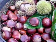 Sức khỏe - Loại hạt được coi là “quả nhân sâm” có tác dụng ngừa ung thư, rất phổ biến vào mùa đông