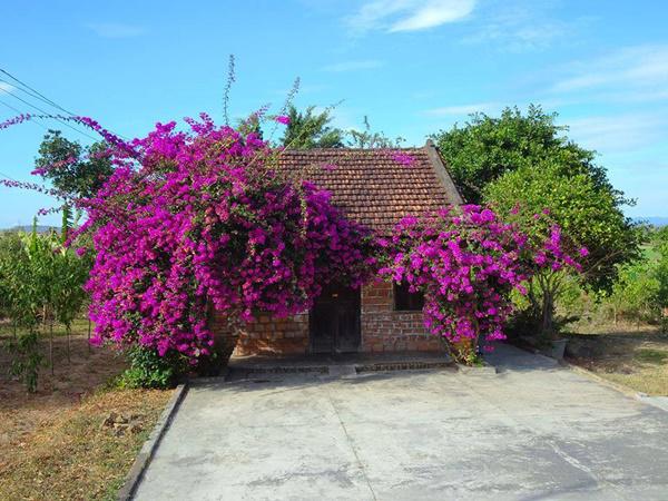 xuat hien gian hoa giay 20 nam tuoi dep nuc long hoi chi em o nam dinh &#34;que minh&#34; - 5