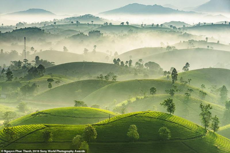 Nắng sớm đầu đông xuyên qua màn sương bao phủ những đồi chè xanh mướt ở Long Cốc, tỉnh Phú Thọ, Việt Nam. Ảnh: Nguyen Phuc Thanh

