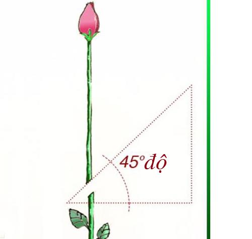 Tuyệt chiêu trồng hồng bằng khoai tây lên hoa rực rỡ - 1