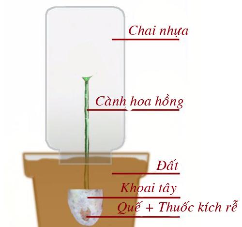 Tuyệt chiêu trồng hồng bằng khoai tây lên hoa rực rỡ - 9