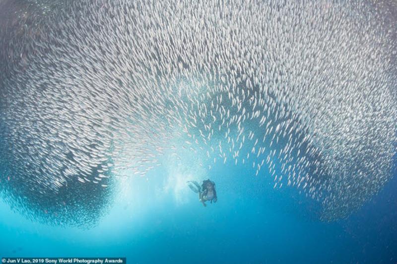 Thợ lặn bơi dưới đàn cá mòi khổng lồ ở ngoài khơi bờ biển Moalboal, Philippines. Ảnh: Jun V Lao

