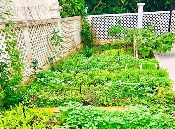 Không chỉ từ thiện khắp nơi, Thủy Tiên còn nổi tiếng amp;#34;thảo ănamp;#34;, trồng rau được cho hết - 5