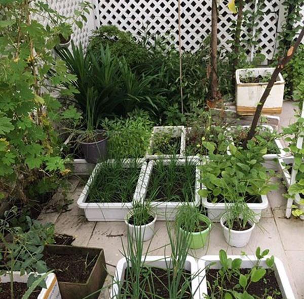 Không chỉ từ thiện khắp nơi, Thủy Tiên còn nổi tiếng amp;#34;thảo ănamp;#34;, trồng rau được cho hết - 6