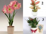 Nhà đẹp - 4 loại hoa siêu đẹp chỉ cần nước là sống, đặt ở đâu tiền chảy ào về chỗ đó