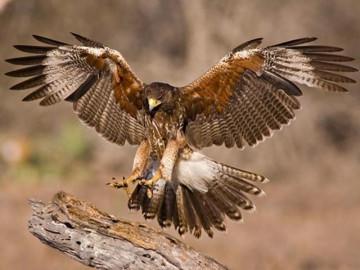 Nhật Bản thuê diều hâu làm công việc đặc biệt tại tòa thị chính