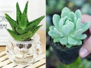 Nhà đẹp - 7 cây cảnh hút sạch bức xạ máy tính, dân văn phòng không có phải mua ngay