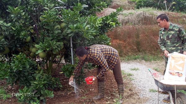Clip: Bỏ việc, bán nhà Hà Nội về quê trồng cả đồi bưởi thu tiền tỷ - 5