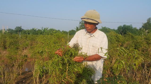 Chán lúa trồng amp;#34;nhân sâmamp;#34; người nghèo, bỏ túi cả trăm triệu/năm - 1