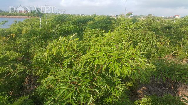Chán lúa trồng amp;#34;nhân sâmamp;#34; người nghèo, bỏ túi cả trăm triệu/năm - 2