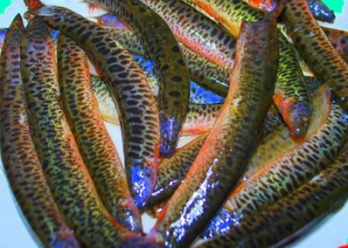 Những thực phẩm tuyệt đối không ăn cùng với cá kẻo có ngày tự rước bệnh vào thân - 2