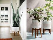 Nhà đẹp - 4 sai lầm khi trồng cây trong nhà khiến cây chết rũ, người héo mòn ốm yếu